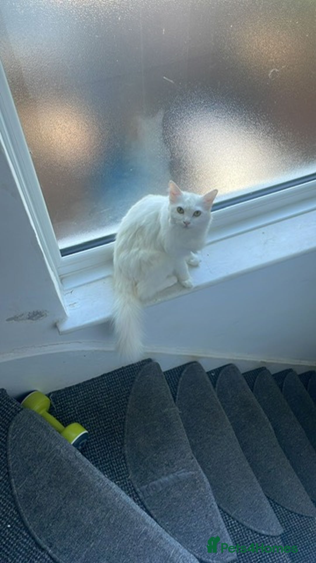Turkish Angora cats for sale: Snowy Turkish Angora 2 years old female - Image 2