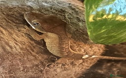 Gecko reptiles for sale: Crested gecko and terrarium  - Advert 2