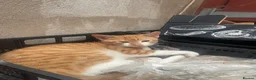Mixed Breed cats for sale: 1 beautiful white ginger male kitten available £60 - Advert 1