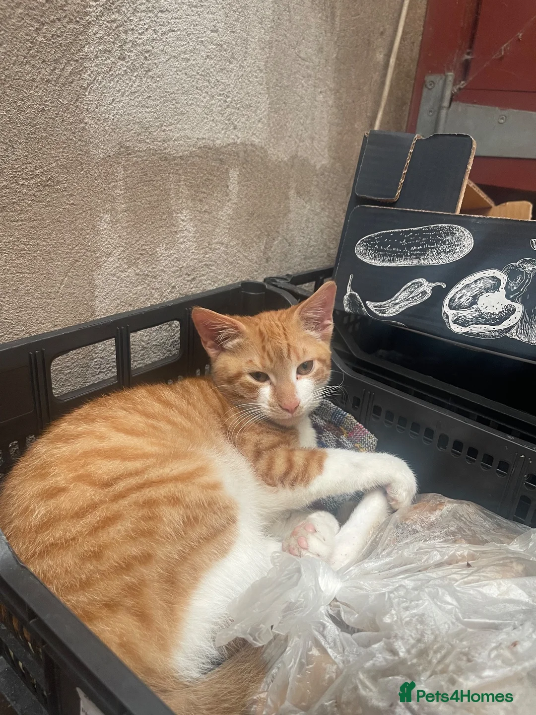 Mixed Breed cats for sale: 1 beautiful white ginger male kitten available £60 - Advert 1