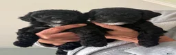 Cockapoo dogs for sale: Beautiful f2 cockapoo puppies for sale  - Advert 10