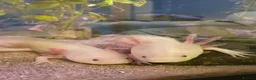 Axolotl reptiles for sale: 3 axolotls and tank for sale  in Manchester - Advert 5
