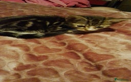British Shorthair cats for sale: Calico female kitten for sale  - Image 3