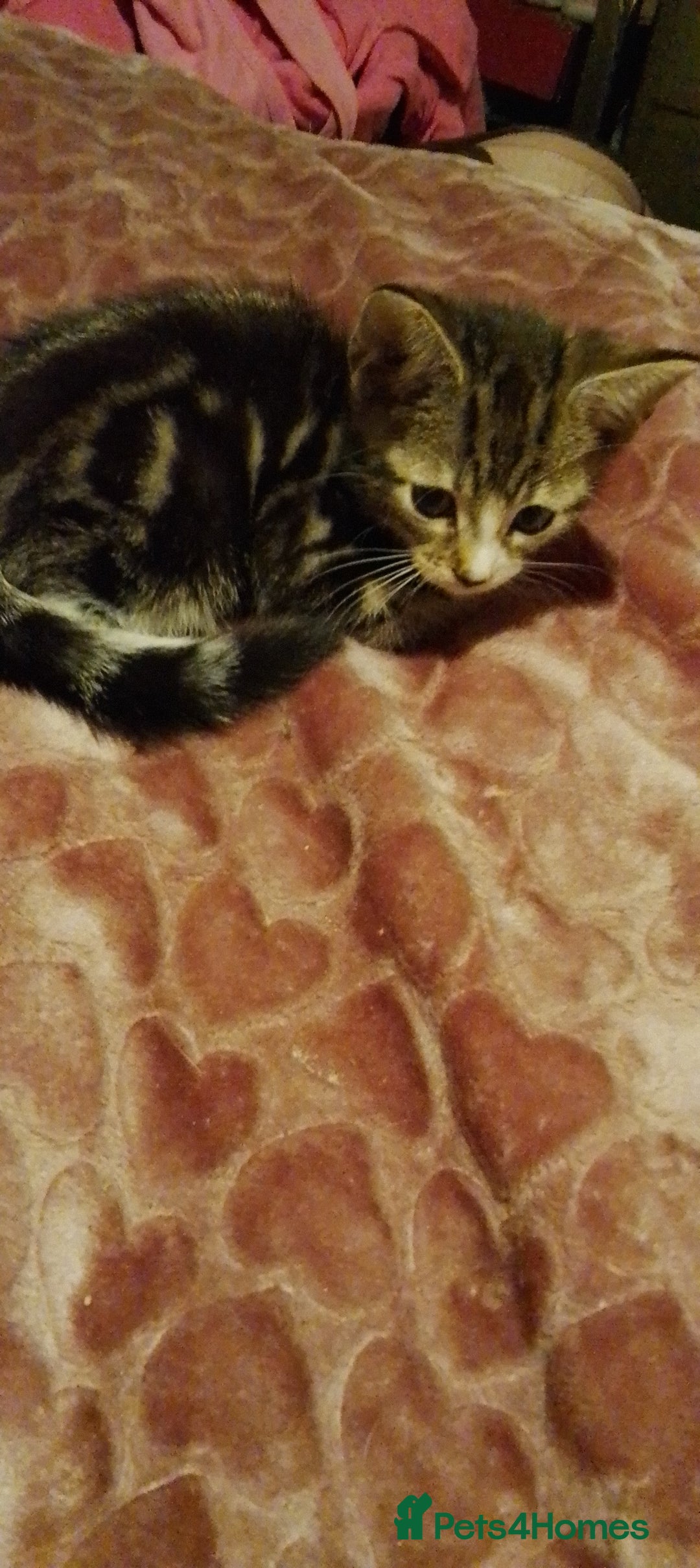 British Shorthair cats for sale: Calico female kitten for sale  - Image 3