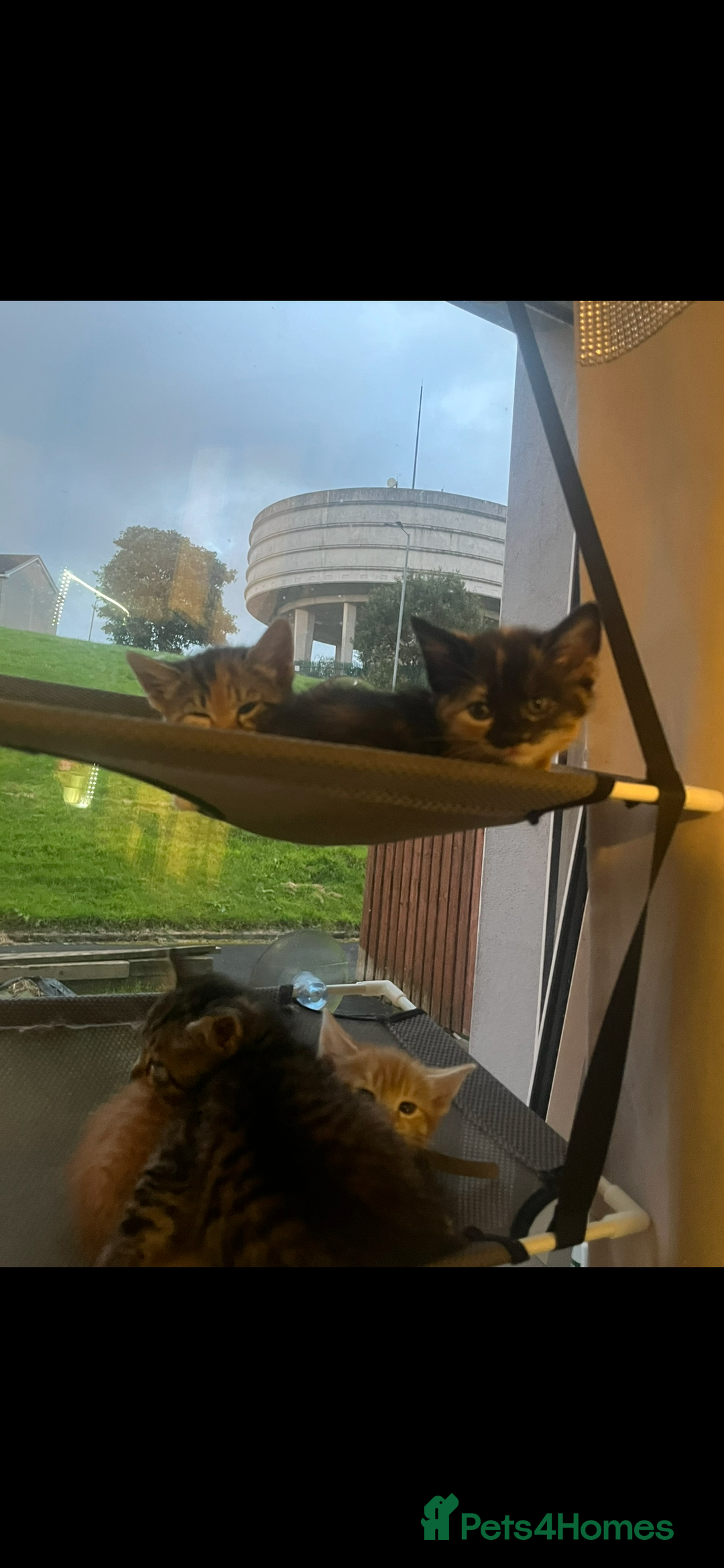 Mixed Breed cats for sale: Kittens for sale  - Image 2