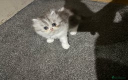 Persian cats for sale: Persian chinchilla kitten  - Image 1