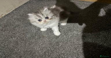 Persian cats Persian chinchilla kitten  - Advert 4