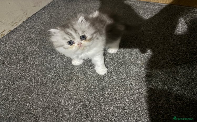 Persian cats - Advert 2