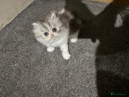 Persian cats Persian chinchilla kitten - Advert 11