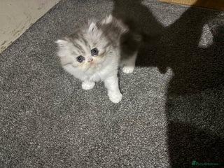 Persian cats - Advert 2