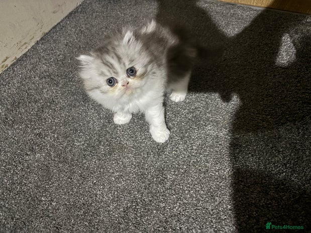 Persian cats - Advert 1