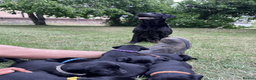 Labrador Retriever dogs for sale: Working Labrador Retriever Puppies - Advert 19