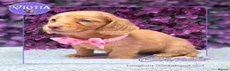 Miniature Dachshund dogs for sale: 🐾💜 EXCEPTIONAL KC MINIATURE DACHSHUND PUPS in Castle Douglas - Advert 7
