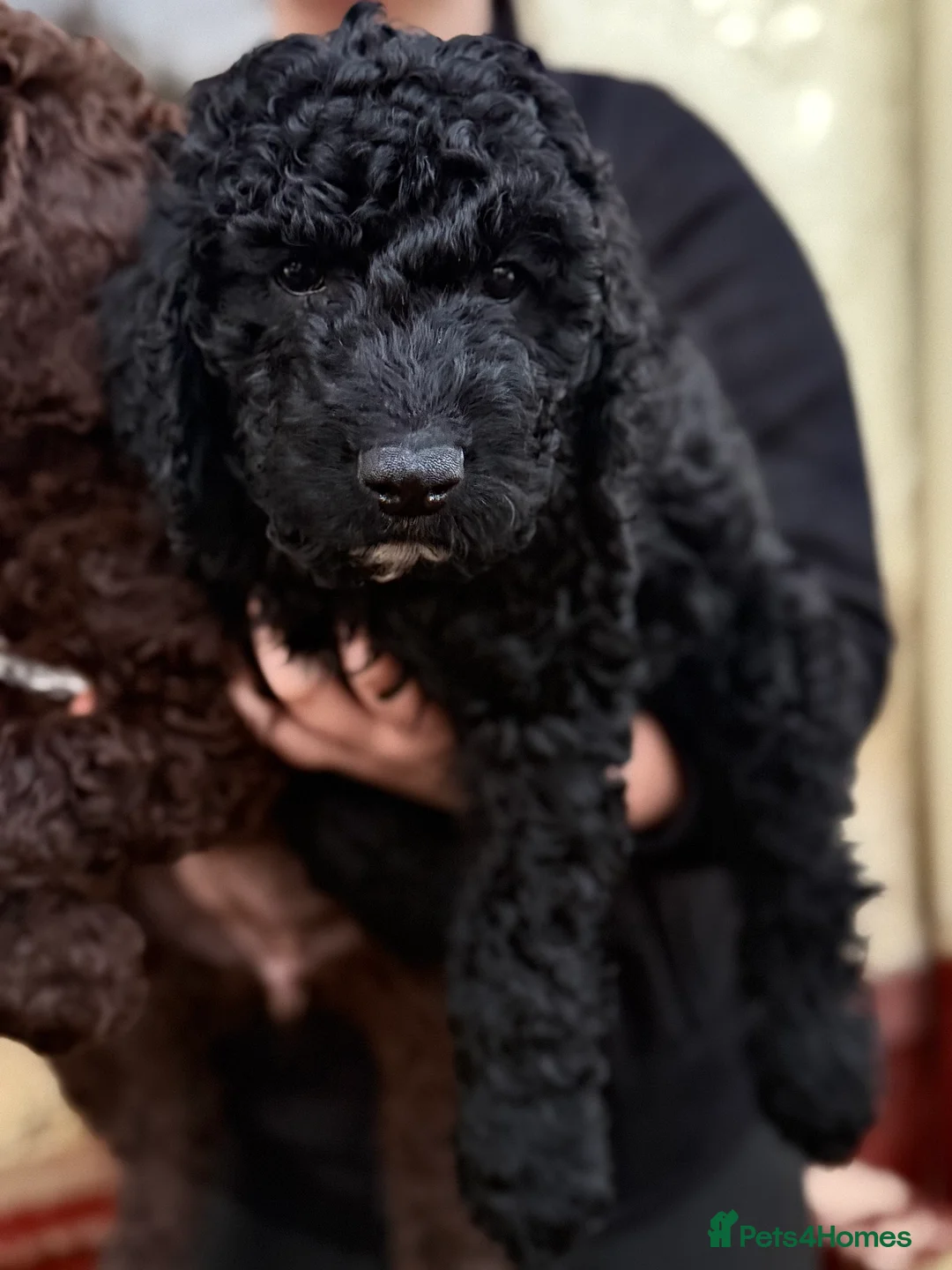 Goldendoodle dogs for sale: Female Goldendoodle Ready Now - Advert 8