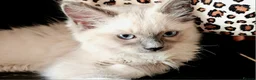 Ragdoll cats for sale: Ragdoll kittens bluepoint mitted  - Advert 4