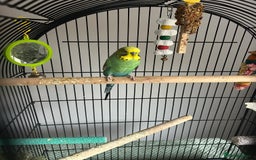 Budgerigars birds for sale: Budgies and cage - Image 4