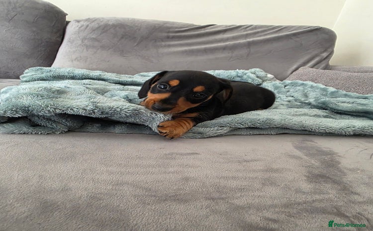 Miniature Dachshund dogs - Advert 8