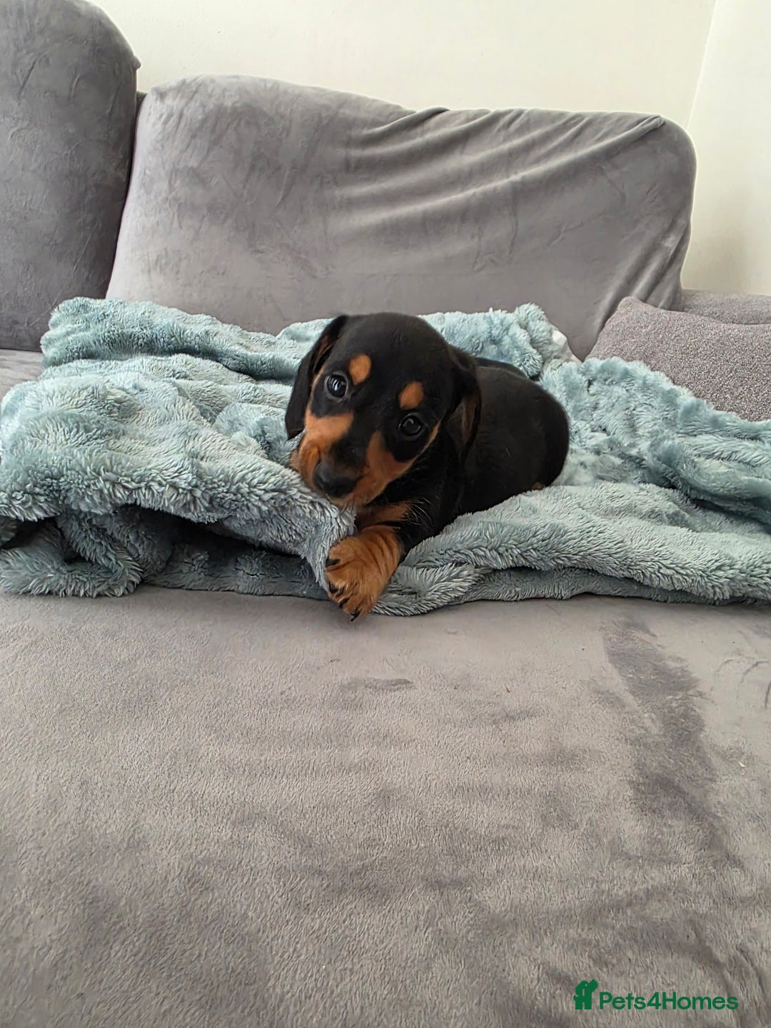 Miniature Dachshund dogs for sale: Sausage-shaped bundles of joy ❤️🌭 - Image 1