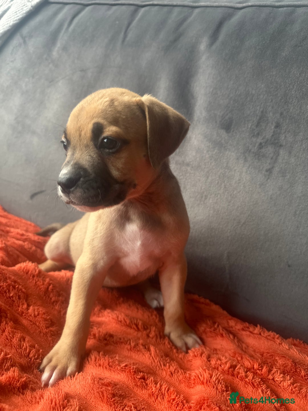 Mixed Breed dogs for sale: Cane corso x staffy  - Image 39