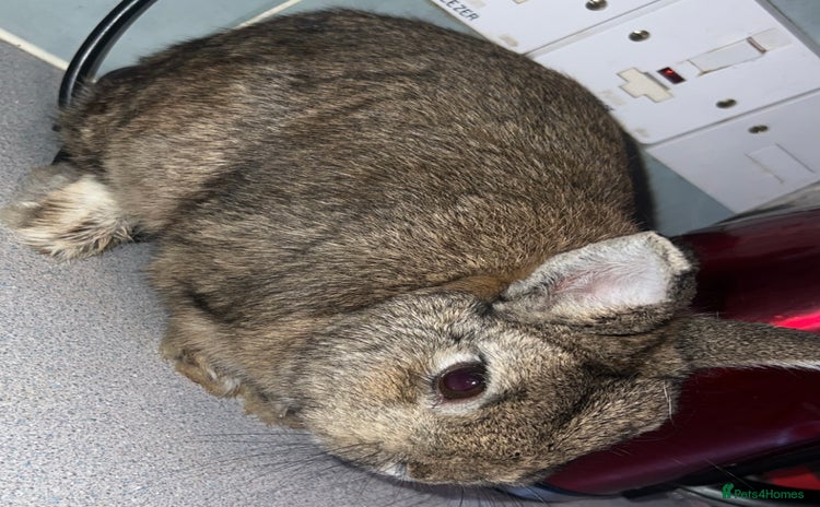 Netherland Dwarf rabbits - Advert 16