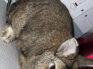 Netherland Dwarf rabbits Male rabbit - Advert 17