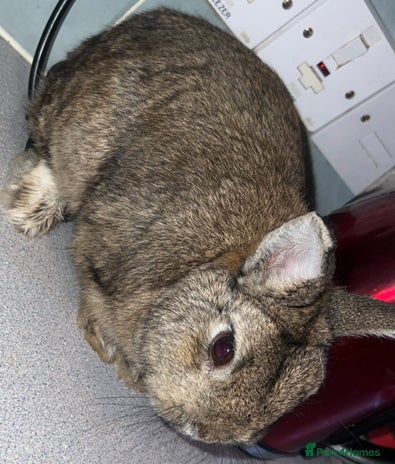 Netherland Dwarf rabbits - Advert 16