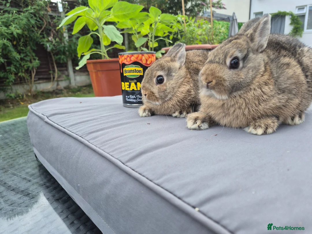 Netherland Dwarf rabbits for sale: Beautifull  netherland  babys - Advert 2