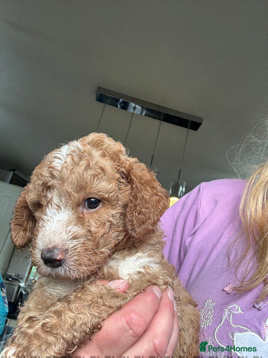 Australian Labradoodle dogs for sale: 5* Health tested Australian labradoodles  - Image 17