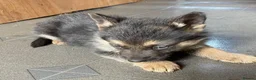 German Shepherd dogs for sale: Pure German shepherd puppies available  - Advert 2