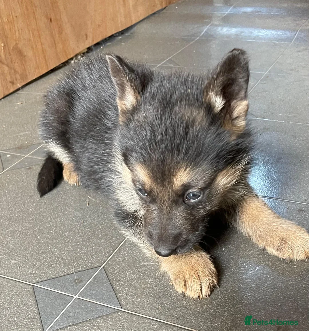 German Shepherd dogs for sale: Pure German shepherd puppies available  - Advert 2