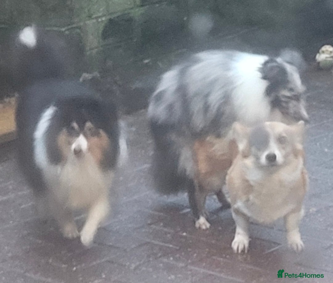Shetland Sheepdog dogs for stud:  Bi Blue - STUD ONLY!  - Advert 6