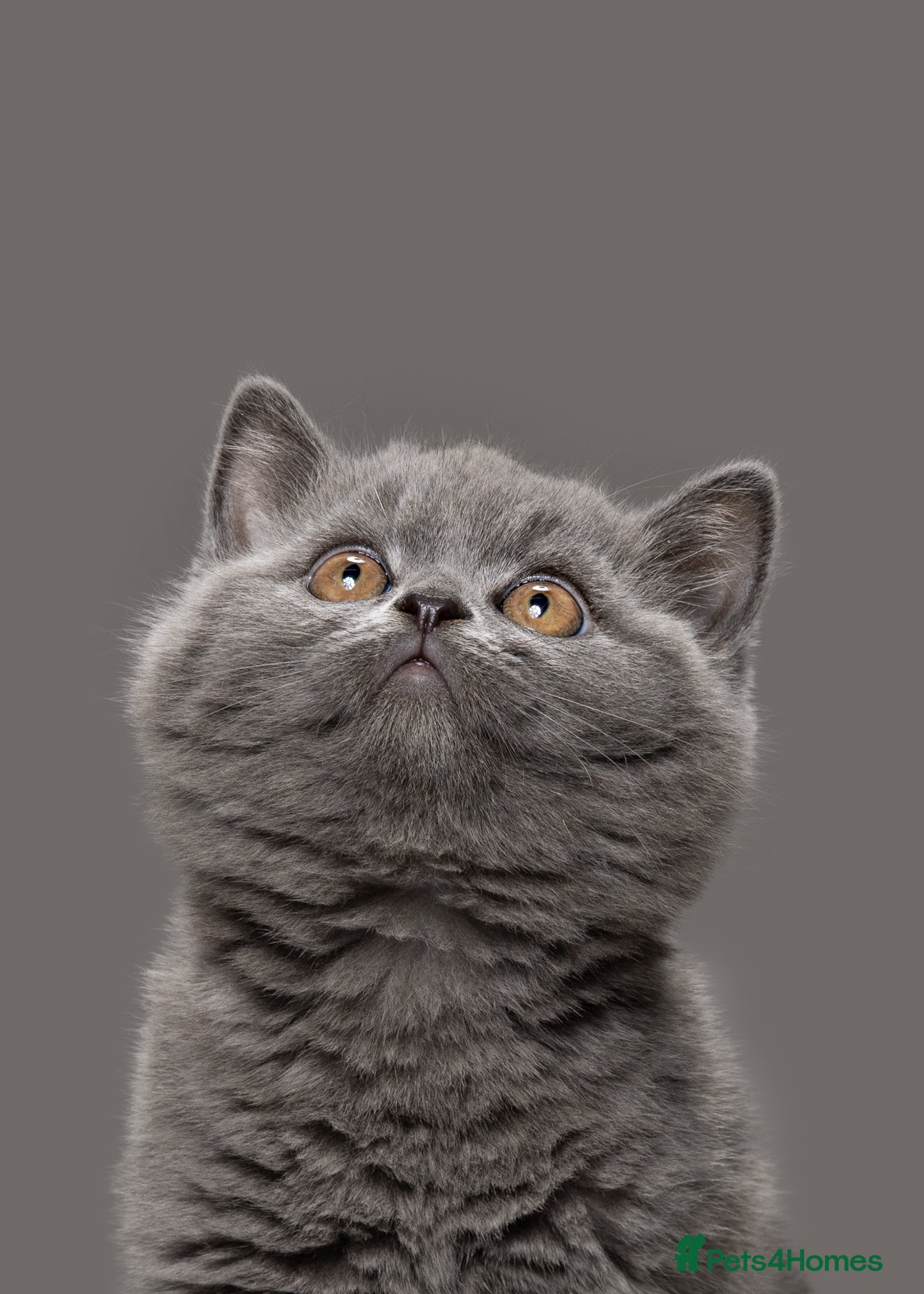 British Shorthair cats PEDIGREE REGISTERED CHUNKY BRITISH SHORTHAIRS - Advert 1