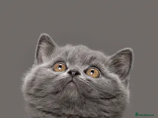 British Shorthair cats for sale: PEDIGREE REGISTERED CHUNKY BRITISH SHORTHAIRS - Advert 3
