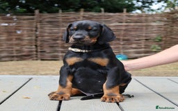 Dobermann dogs for sale: WAITLIST WINTER 2025 CEZARBLUE 5 STAR LICENSED ⭐️  - Image 16