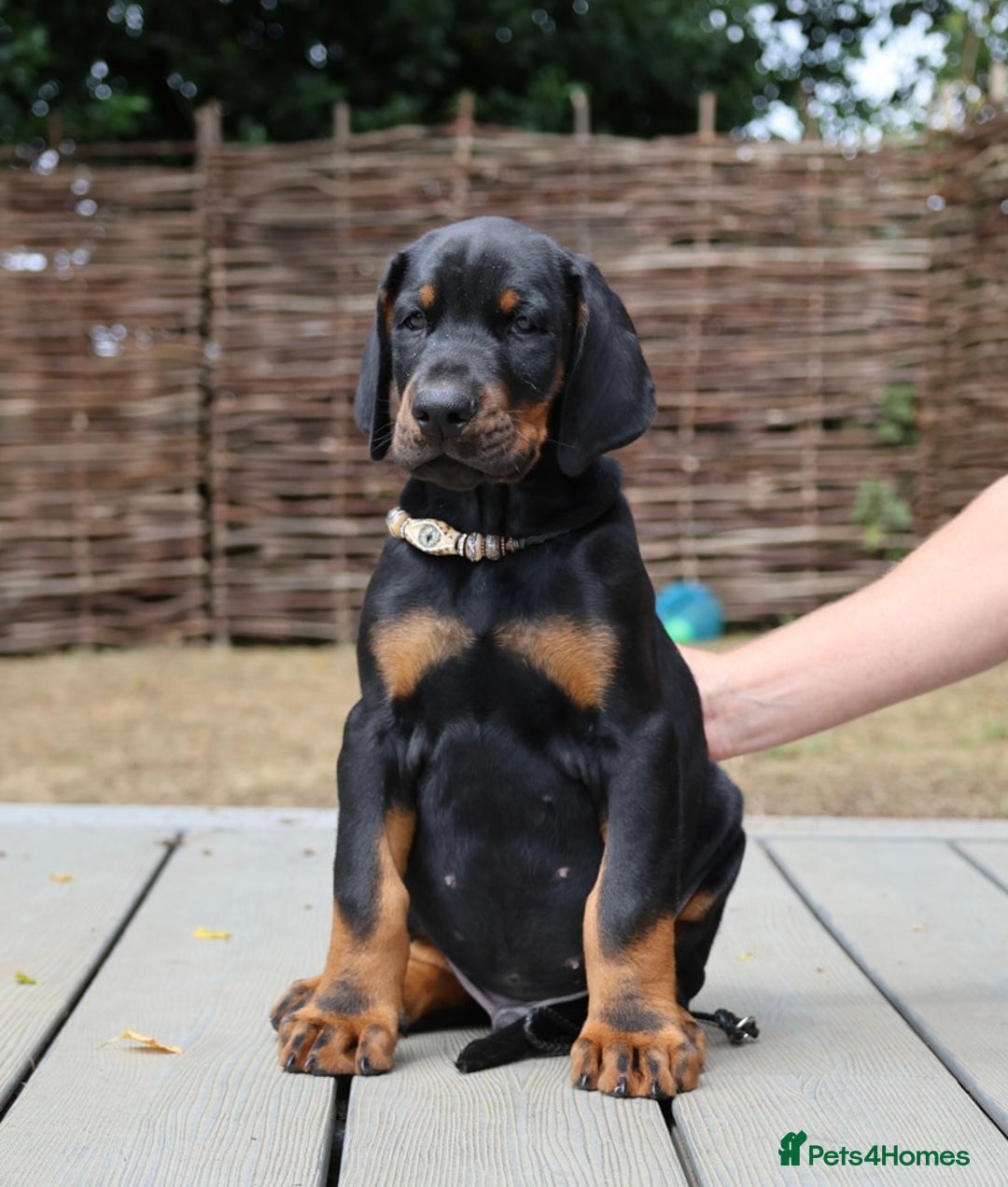 Dobermann dogs for sale: WAITLIST WINTER 2025 CEZARBLUE 5 STAR LICENSED ⭐️  - Image 16