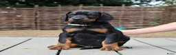 Dobermann dogs for sale: WAITLIST 2026 CEZARBLUE 5 STAR LICENSED ⭐️  - Advert 18