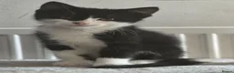 Mixed Breed cats for sale: Kittens are 10 weeks old for sale. - Advert 4