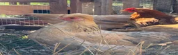 Chickens poultry for sale: Chickens for sale in Bicester - Advert 2
