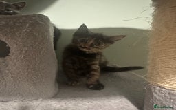 Domestic Shorthair cats for sale: Cute kittens in Dagenham - Image 34