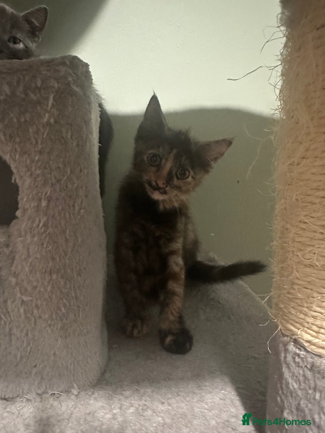 Domestic Shorthair cats for sale: Cute kittens in Dagenham - Image 34