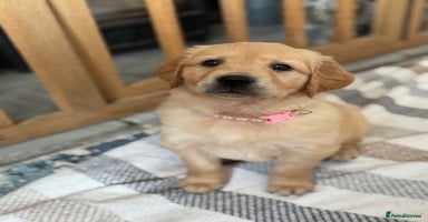 Golden Retriever dogs - Advert 3