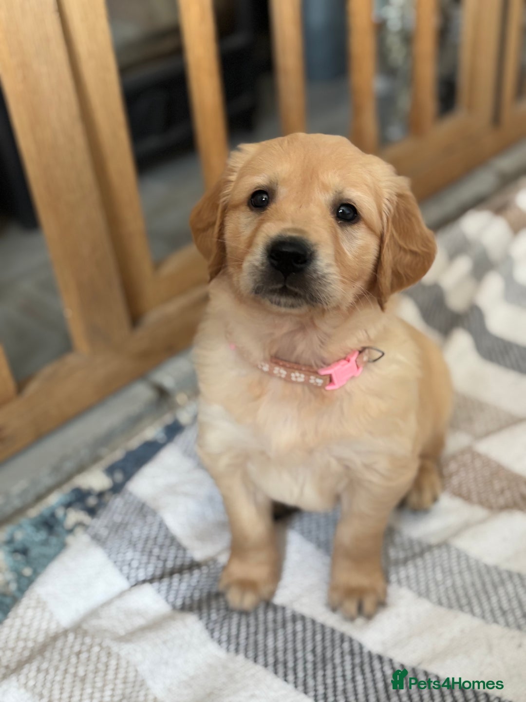 Golden Retriever dogs for sale: KC Registered Golden Retriever Puppies  - Image 4