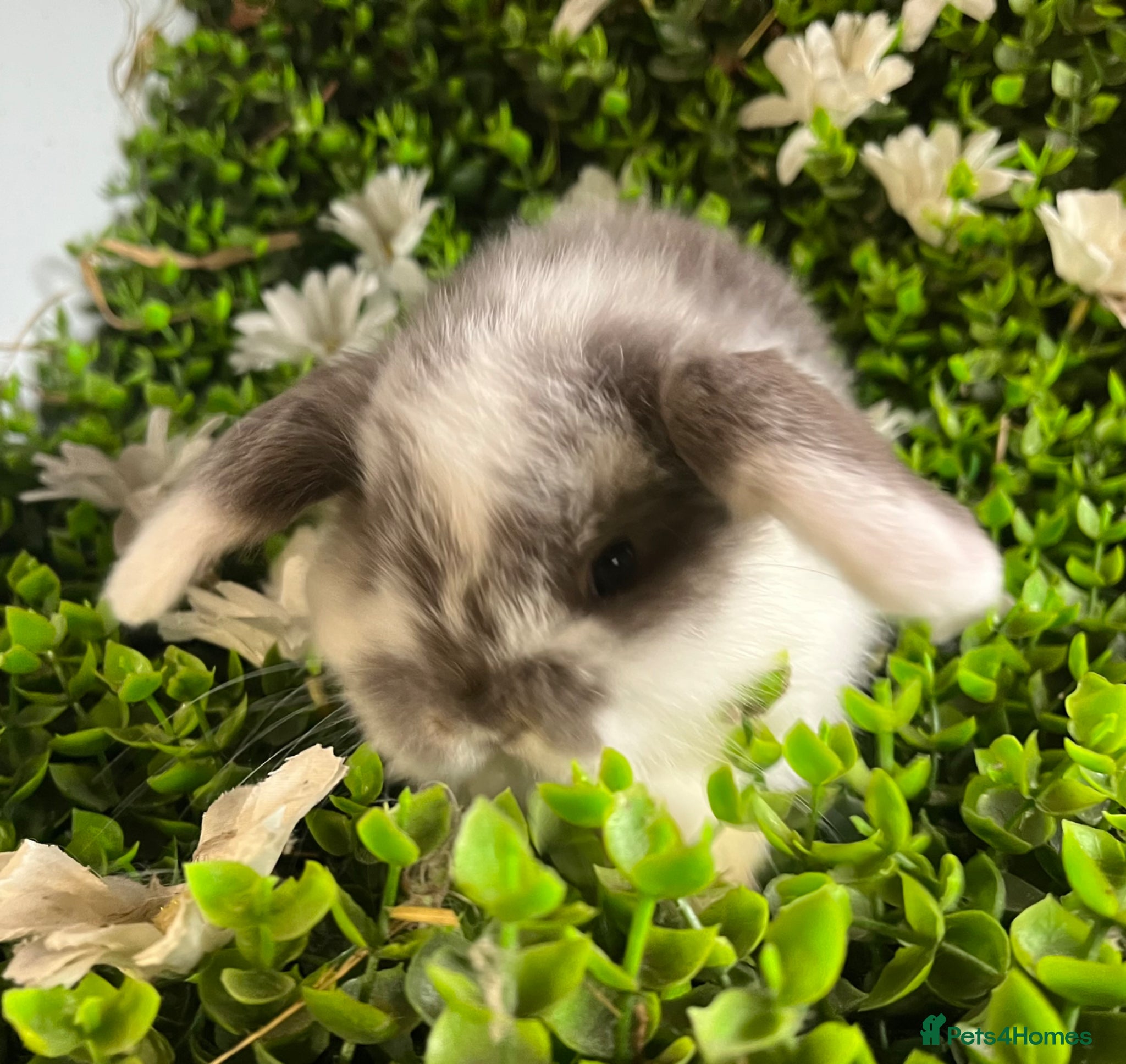 Mini Lop rabbits Gorgeous pure mini lops  - Advert 2