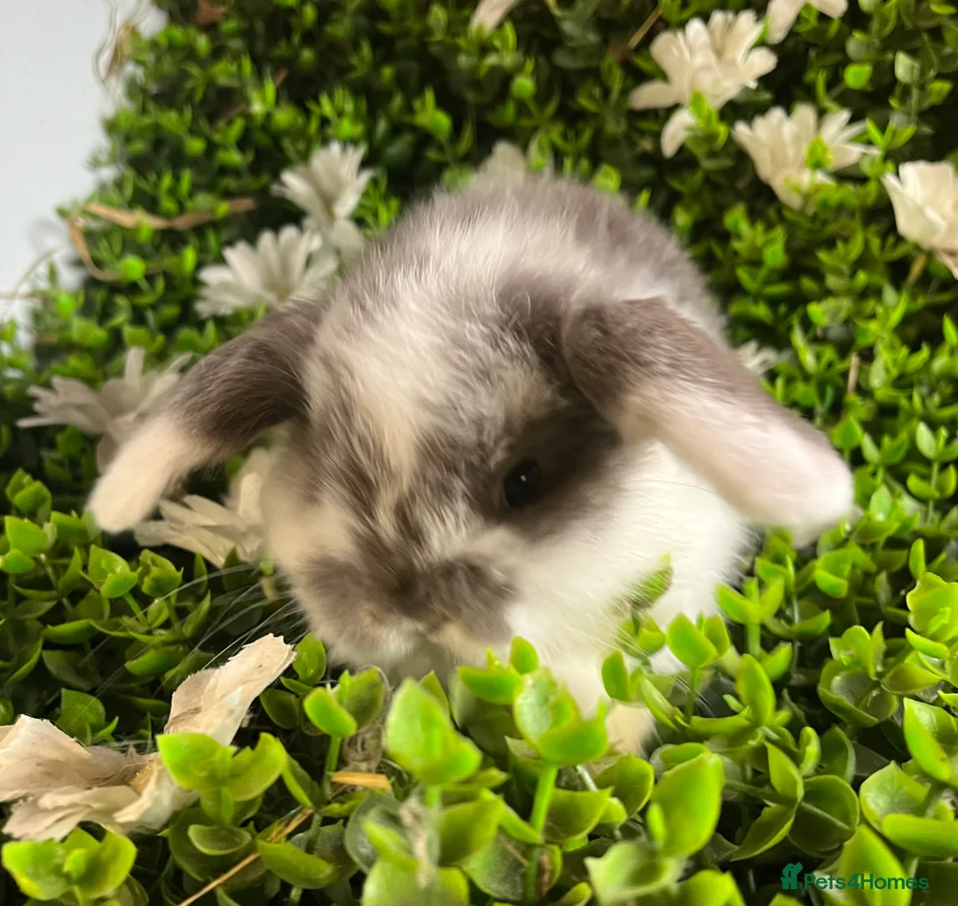 Mini Lop rabbits for sale: Gorgeous pure mini lops  - Advert 2