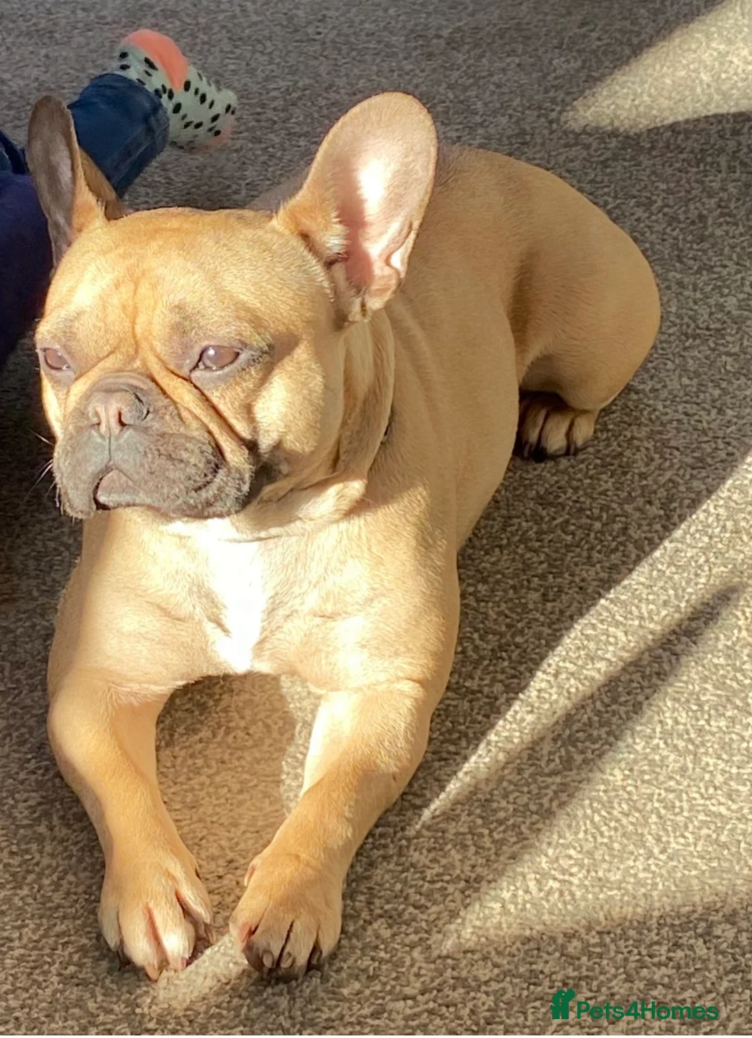 Mixed Breed dogs for sale: Fenchie-Bedlington - Advert 6