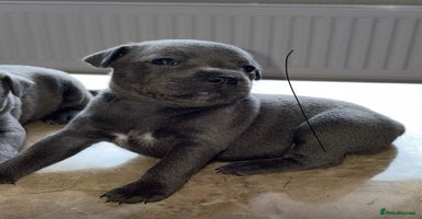 Staffordshire Bull Terrier dogs - Advert 15