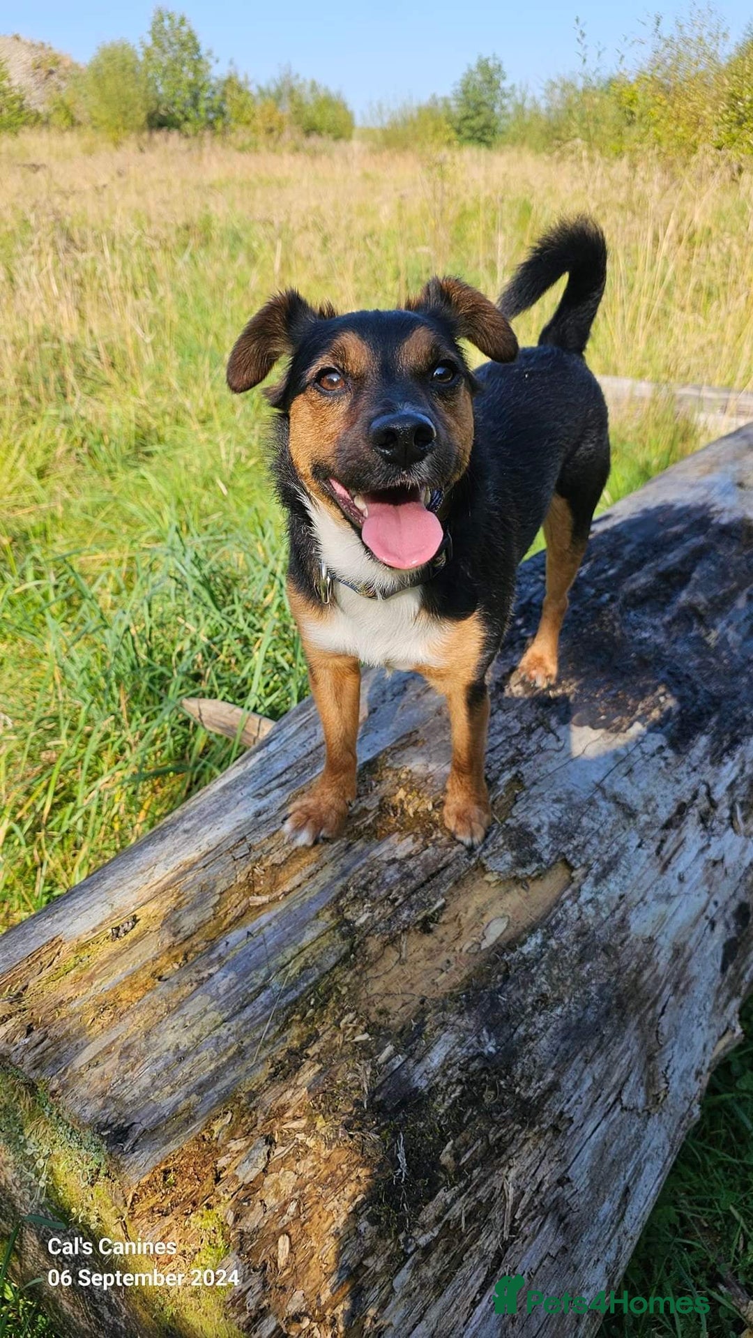 Mixed Breed dogs for sale: Max the jackapoo - Image 3