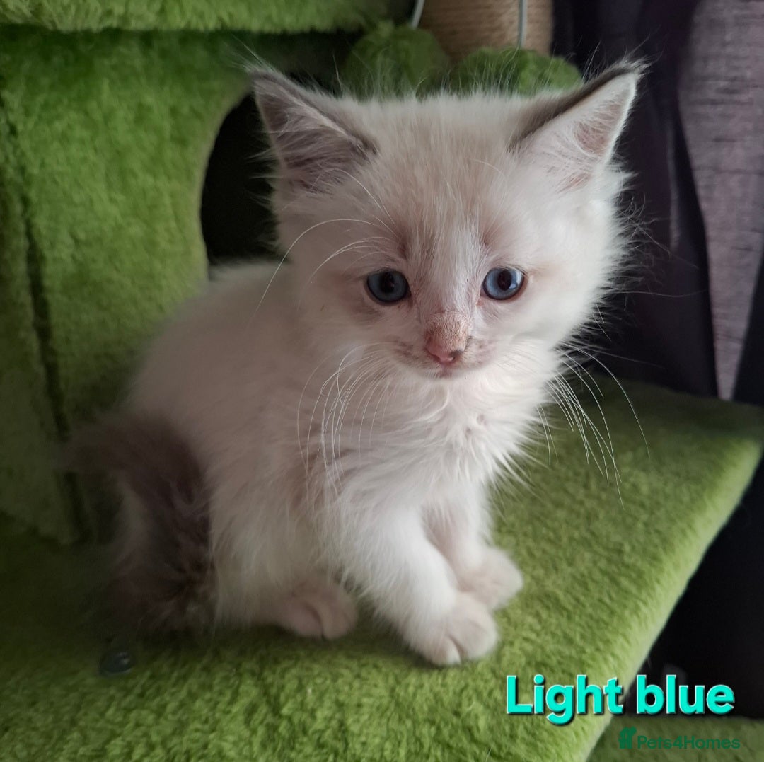 Ragdoll cats for sale: GCCF Gorgeous Pure Pedigree Ragdoll Kittens - Image 11