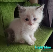 Ragdoll cats - Advert 1