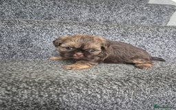 Shih Tzu dogs for sale: Imperial shih tzu puppies - Image 7